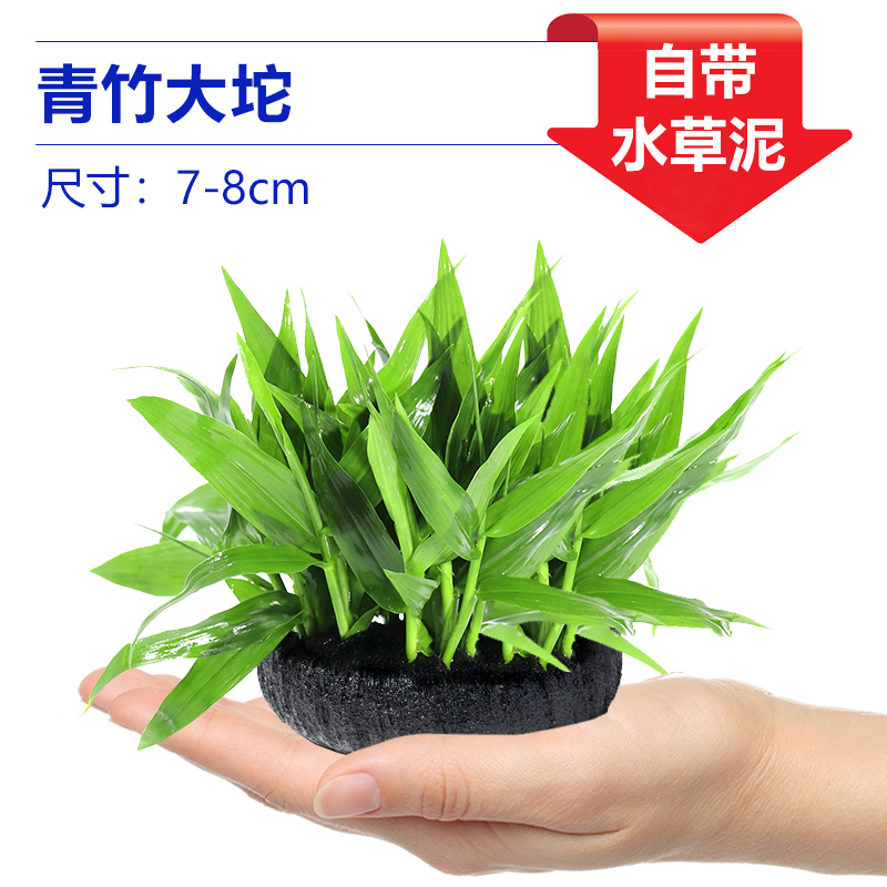 녹색 대나무 풀 [얼리 어답터 가격]❤특별한 제안]