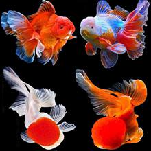 ��ˮ����������ͻ������ˮʨ��ͷ������ͷ�����ݽ������������