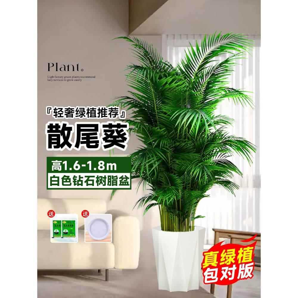 [Door to Door Delivery] 고품질 느슨한 꼬리 해바라기 1.6- 1.9m 그루☆다이아몬드 수지 세면대 - 트레이 세면대★사계절 상록수 애완동물