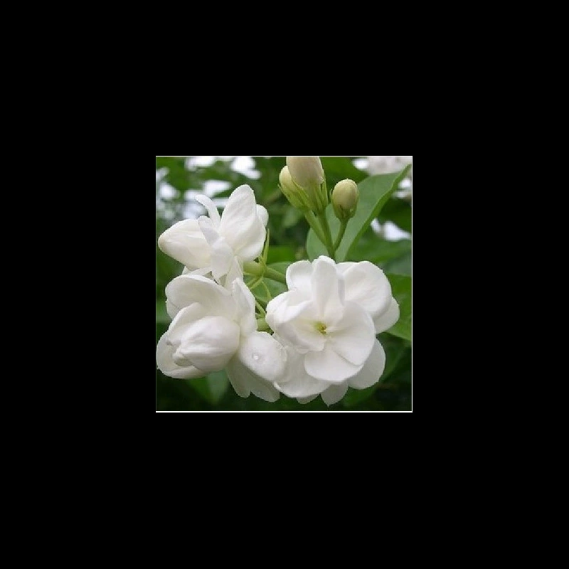 Семена Цветов Жасмин Семена Многолетние Древесные Семена Белого Жасмина Двухцветный Фиолетовый Ароматный