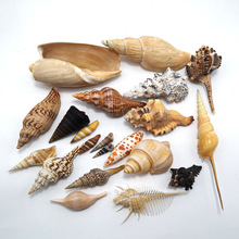 天然海螺贝壳原生缸造景标本收藏家居手工材料礼物婚庆酒店装饰摆