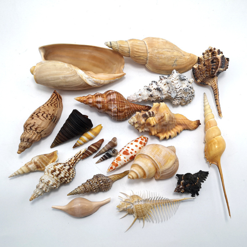 天然海螺贝壳原生缸造景标本收藏家居手工材料礼物婚庆酒店装饰摆