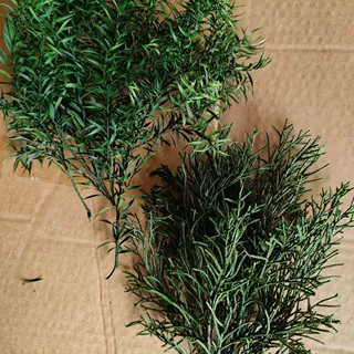 永生千层金松柏尤加利叶香薰滴胶蒲团干花真花叶子树枝配材装饰