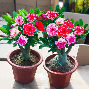 Double Desert Rose Succulent Small Bonsai Flower Seedlings Potted Four-Season Florals with Buds Green Plants Old Pile Indoor Blooming