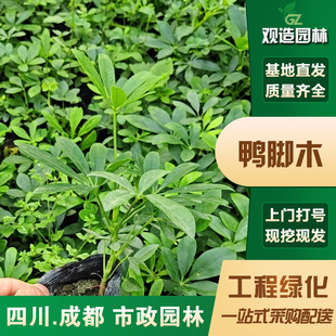 Duck Foot Wood Seedlings Sichuan Landscaping Project Courtyard Villa Wealth from All Directions Evergreen Perennial Plant