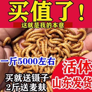 Mealworm Live Insect Mealworm Live Larvae Arowana Scorpion Turtle Thrush Bird Food Stone Frog Feed Free Shipping
