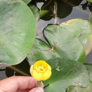 Factory Wholesale Pingfeng Grass Seedlings Golden Lotus Aquatic Florals Artificial Wetland Park Aquatic Plants