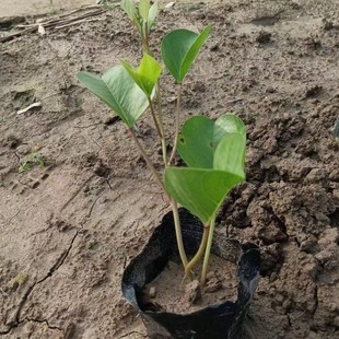 Saddle Vine Climbing Plant Thick Vine Coastal Plant Wetland Greening