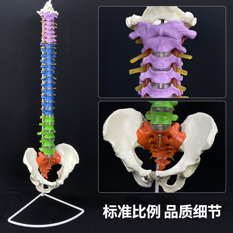 Physiological realistic removable skeleton, medicine toy, human bone