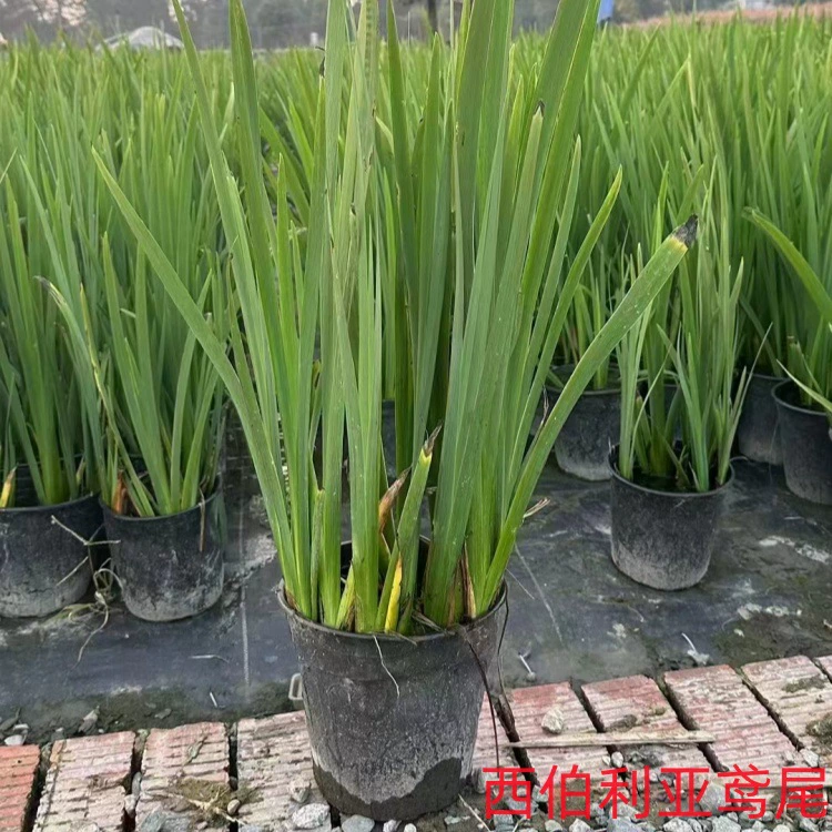 Сибирский ирис один галлон Сибирский ирис два галлона ирис водное растение большой чашечный ирис