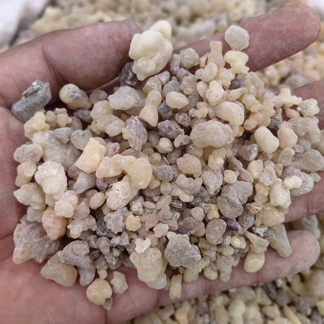 Frankincense Resin Ru Xiang Raw Herb Incense and Traditional Use 500g in use