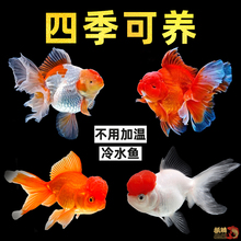 �������ٽ�����������絭ˮ����̩ʨ�����ʨ��ͷ��ʨ������ˮ��