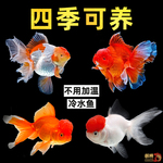 金鱼兰寿金鱼观赏鱼鱼苗淡水百褶泰狮活鱼红狮子头国狮金鱼冷水鱼