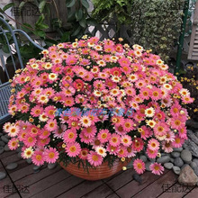 ػN ̨ͥԺֲԷN ǹrľļ