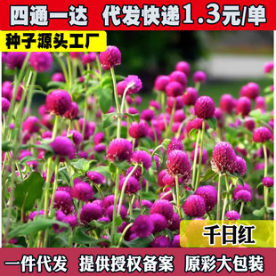 ǧ�ռt���N�����԰��ռt���ļ����컨�N�׷N����ǧ����ǧ�ռt�N��