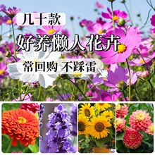 �ļ����ܷN��̫ꖻ����������տ��r�ձ��������׷Nֲ��N�����l