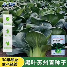 黑叶苏州青菜籽种子小青菜上海青菜种籽大全矮脚油菜四季蔬菜种孑