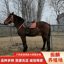 �±����R ������ɽ�õ��T���R����   �ɹ��R �������R