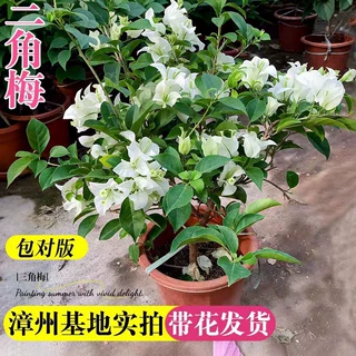 白雪公主三角梅盆栽带花盆多色四季开新品种重瓣花卉绿植爬藤植物