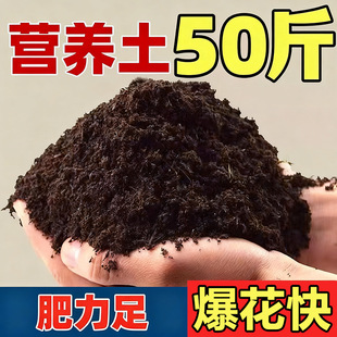 �ЙC�I�B��ͨ���;Gֲ�B���N�˷Nֲ�����Ը�ֳ��̿������50����