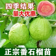 四季番石榴苗批发脆甜白心红心芭乐果树苗嫁接南北方盆栽地栽木苗