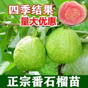 �ļ���ʯ�������l������ļt�İŘ�������޽��ϱ������Ե���ľ��