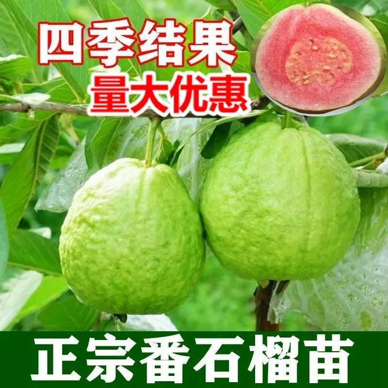 四季番石榴苗批发脆甜白心红心芭乐果树苗嫁接南北方盆栽地栽木苗