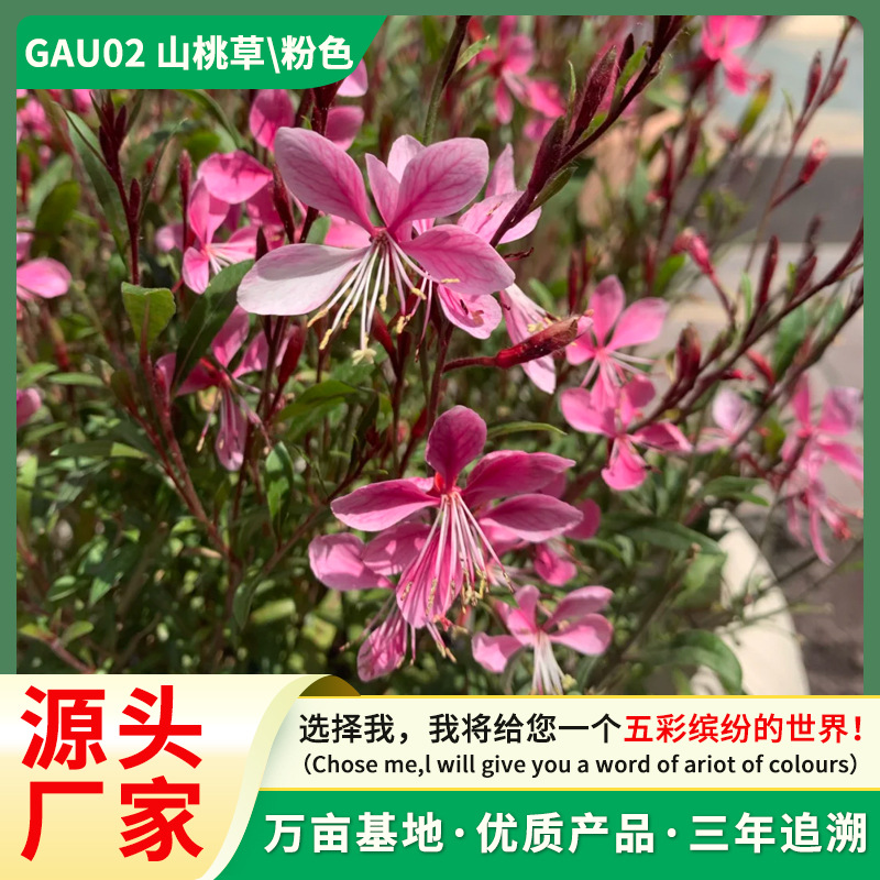 红花山桃草 千鸟花营养杯苗 多年生地被草花  庭院公园绿化