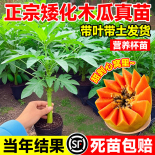 ��Ʒ�Nˮ��ľ������ţ�̼t��ľ�ϼ޽Ә�������ϱ����Nֲ�������