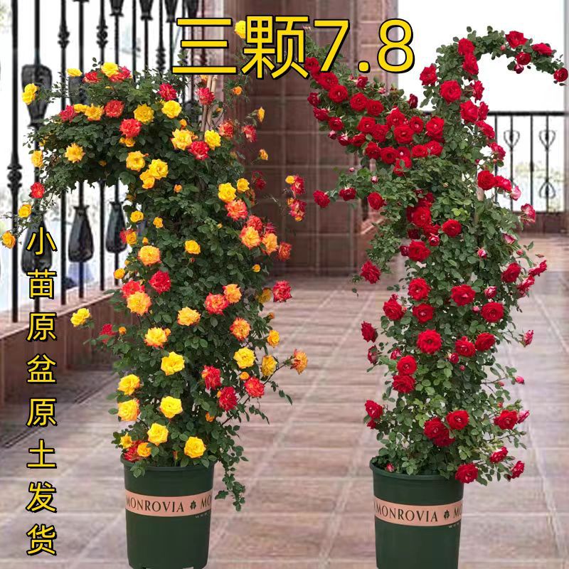 月季花苗树苗当年开花蔷薇花苗爬藤特大花卉盆栽地载庭院爬墙月季