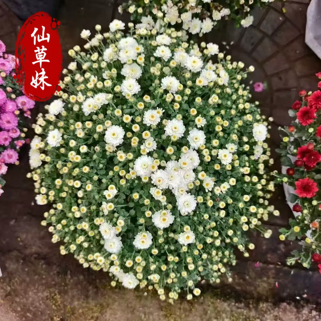 花盆栽带花苞花苗九月菊千头菊四季开花球菊丹麦翠菊荷兰菊国庆菊