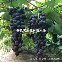 黑珍珠葡萄树苗南北方嫁接无籽庭院地栽爬藤阳台盆栽耐寒当年结果