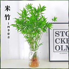 小叶米竹盆景苗盆栽凤尾竹微型观赏竹庭院室内阳台绿植可水培土培