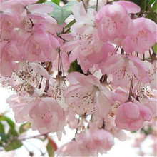 櫻花種子櫻花樹種子林木種子花卉種子20粒裝易種易活花籽