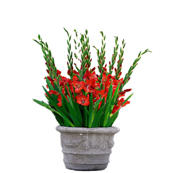 Sword orchid root flower color sword orchid ball seeds Tang Yupu big…
