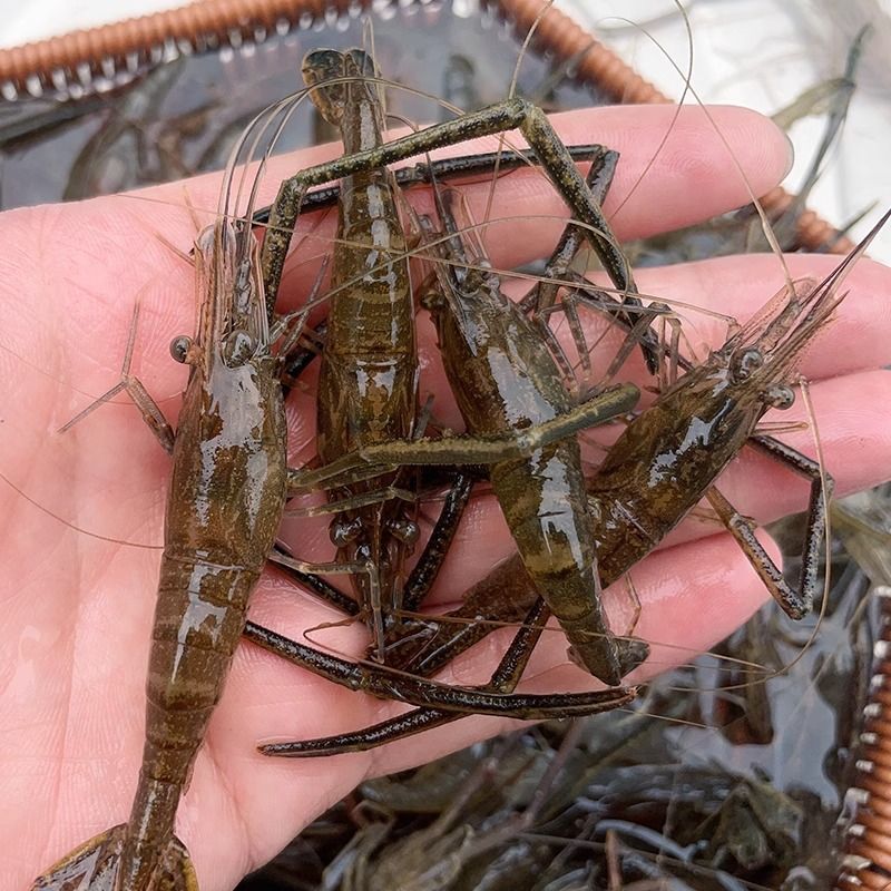 微山湖河虾淡水新鲜鲜活青虾水产急冻小草虾醉虾批发