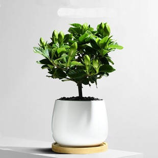 ���s�ڰ�ɫ�@ˇ�Ҿ��k���[Gֲ�մ�С����Ķ��л������l