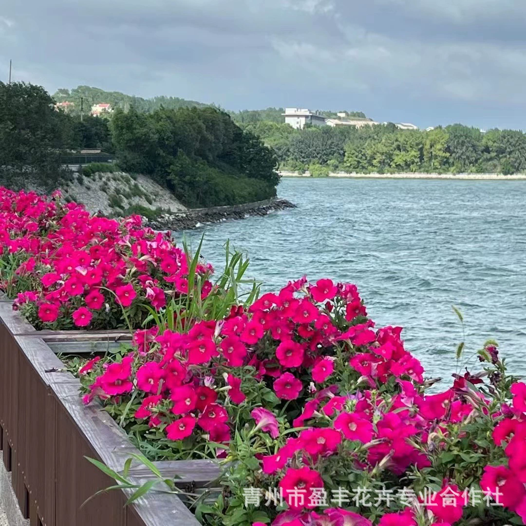 Оптовая продажа разноцветных петуний, красных, синих и белых петуний, различных горшечных петуний для аренды на праздники