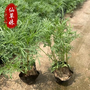 Gesang Flower Seedlings, Four-Season Grass Flowers, Multi-Color Cosmos, Gesang Flowers, Flower Sea Design Park Greening Seedlings