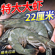 【新日期】青島大蝦超大大蝦海鮮鮮活冷凍水產白蝦青蝦基圍蝦凍蝦批發