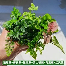 苔藓微景观DIY盆栽创意迷你植物 水陆缸造景室内花卉 单株网纹草