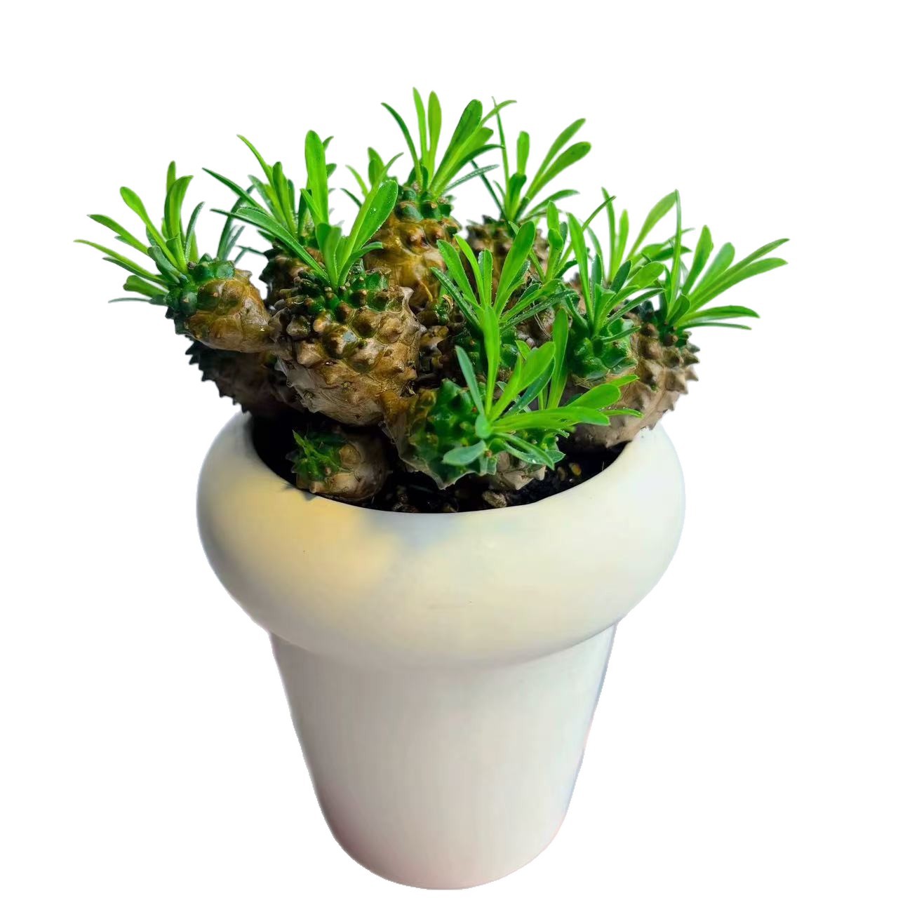 Piña de hierro, piña de la montaña Meishan, plantas suculentas raras, espinacas, peras, buenas estaciones para cultivar plantas verdes de mesa en maceta