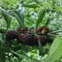 盆栽四季东魁种植杨梅苗