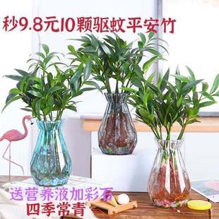 Hydroponic New Favorite Mosquito Repellent Bamboo Rich Bamboo Water-Raised Safe Bamboo Indoor Living Room Green Plant Bamboo Cypress Evergreen All Year Round