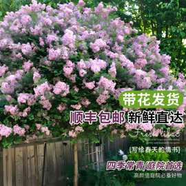 丁香花树苗盆栽别墅庭院浓香室外风景树四季耐寒植物欧洲丁香花苗