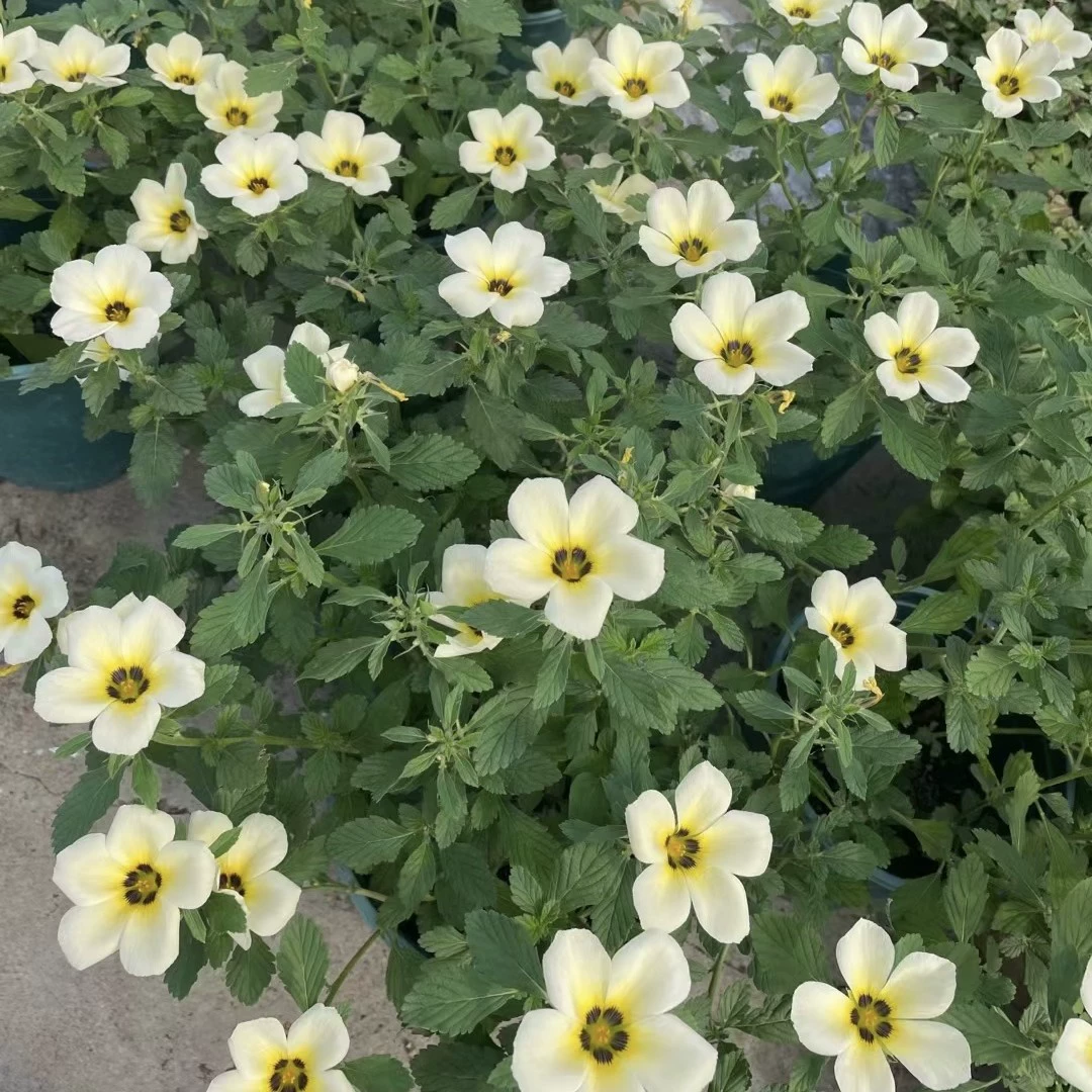 2406 база оптовая поставка желто-белых часовых цветов