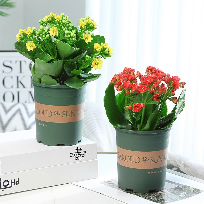 [화분 2개 특별 제공] 다양한 품종의 화분 2개(사계절 꽃봉오리 포함) 무작위로 제공되며 비료는 무료입니다.