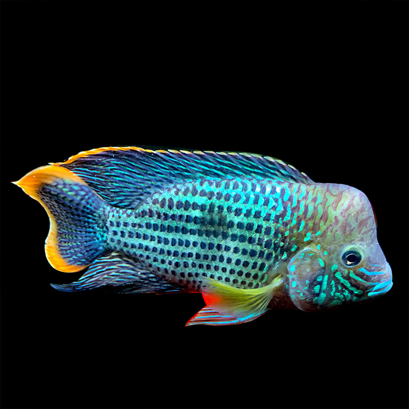 红尾皇冠鱼玉面皇冠财神鱼起头蓝面热带观赏鱼精品淡水罗汉