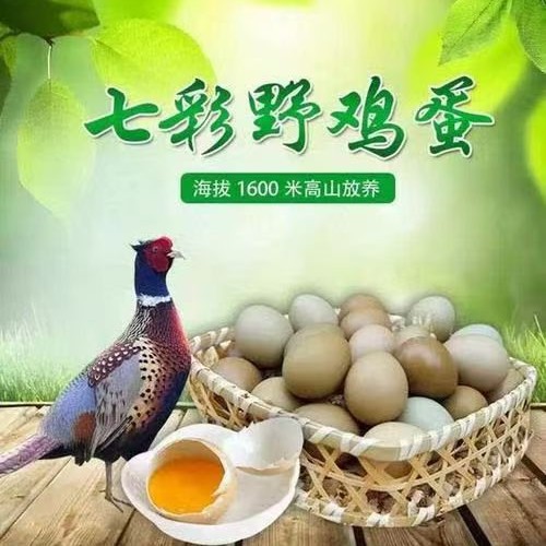 新鲜野鸡蛋七彩山鸡蛋七彩野鸡蛋山鸡蛋野鸡蛋整箱大量批发