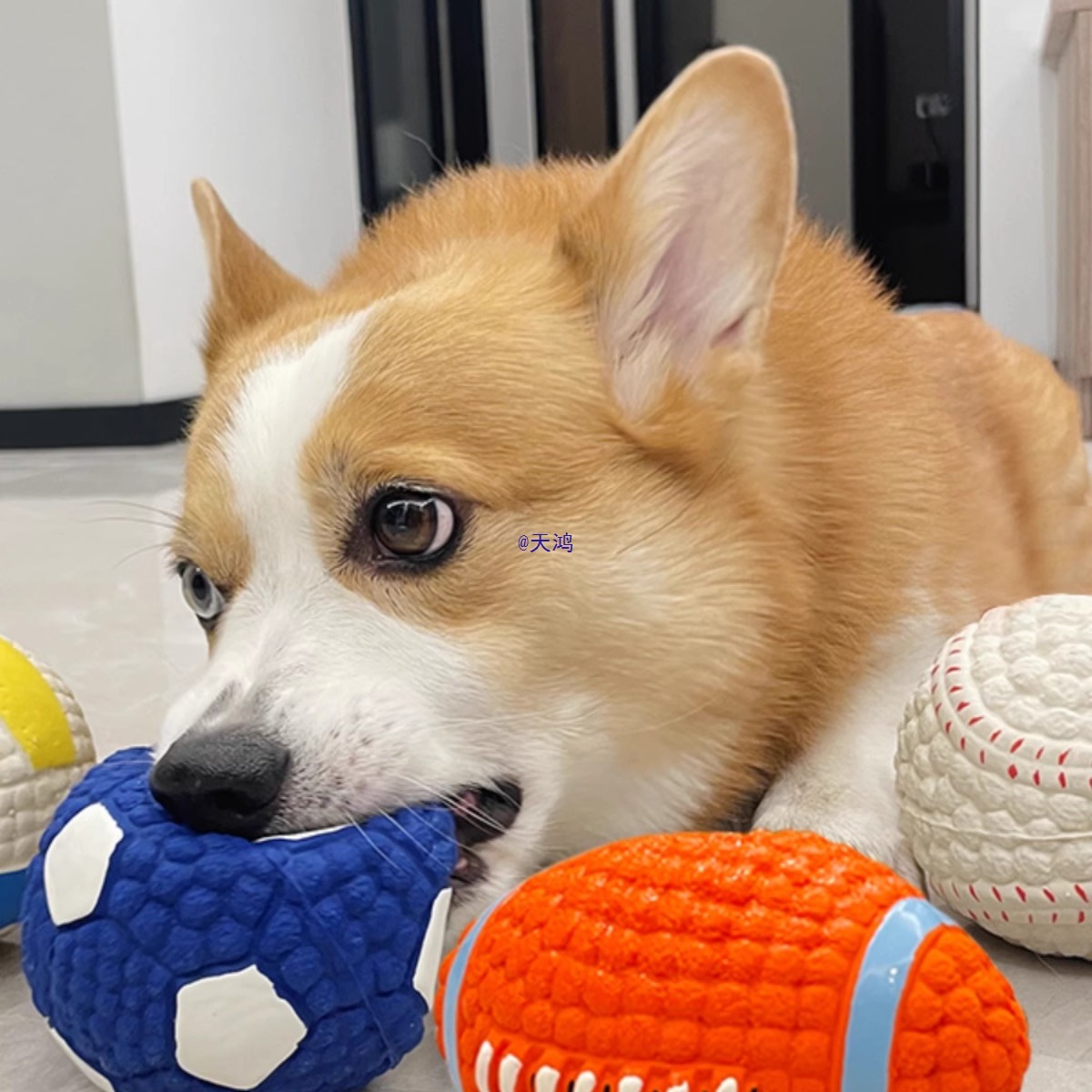 Rugby Dog ​​Toy Main Pet Throwing and Picking up Interactive Chewing Sound Bite-Resistant Puppy Golden Retriever Corgi Boredom Relief Teething Ball